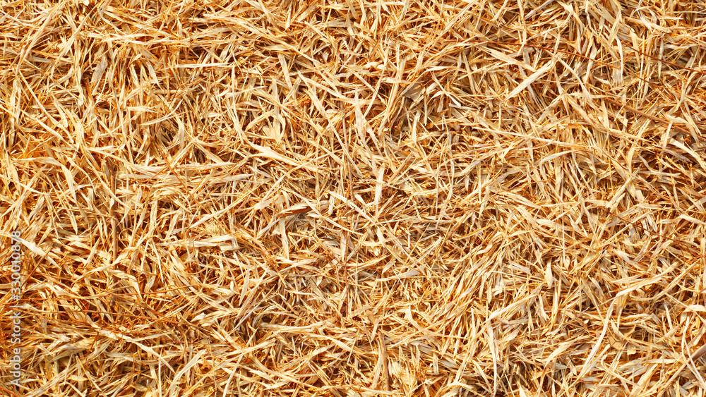 golden wheat background, dry bamboo leaf golden wheat background, dry bamboo leaf