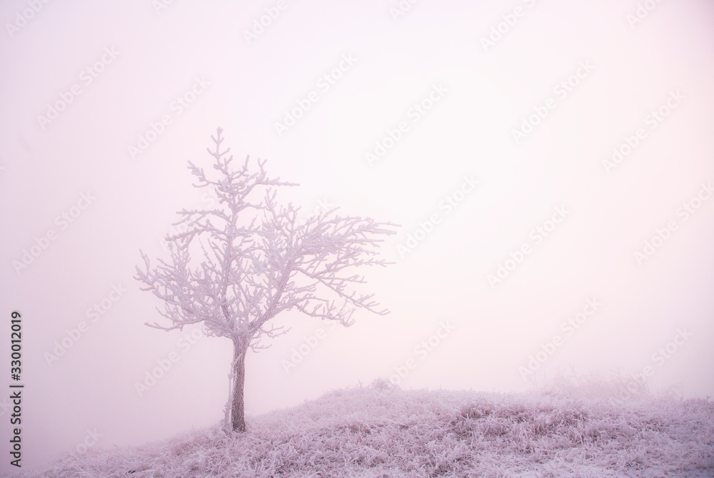Tree in hoarfrost in winter in the fog