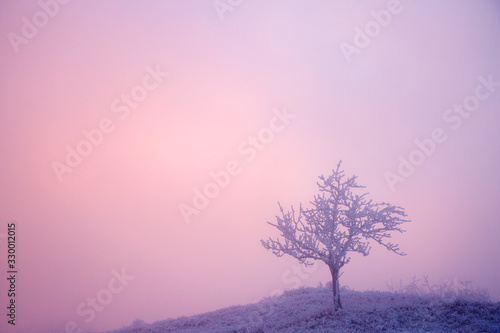 Tree in hoarfrost in winter in the fog