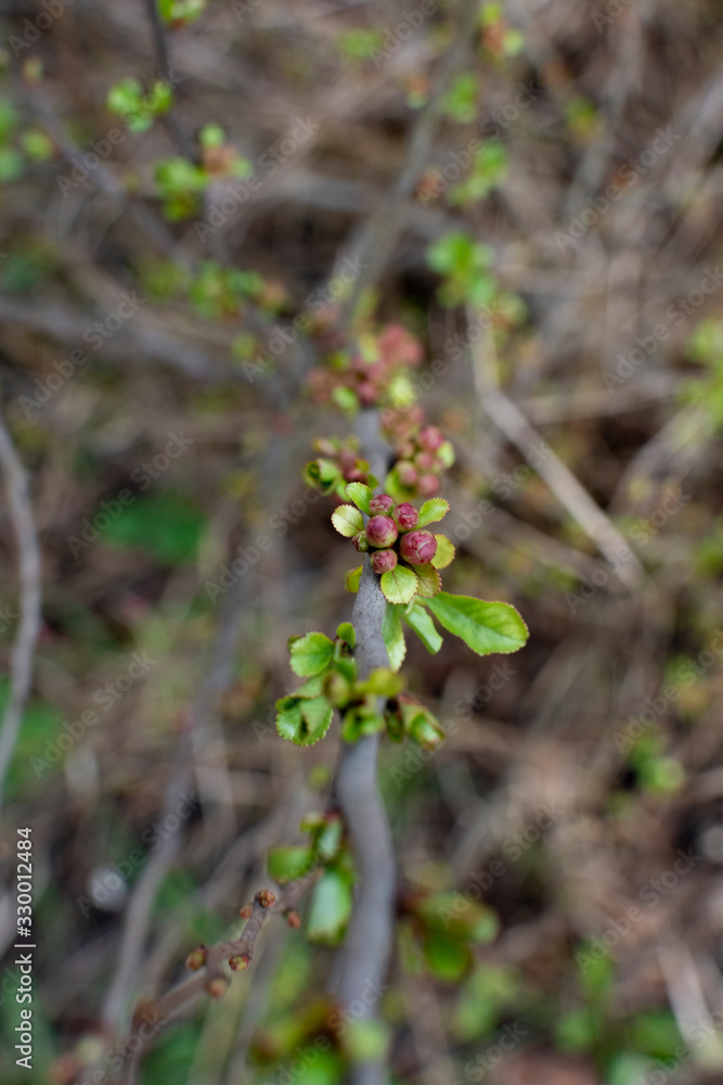 Fototapeta premium Young leaves on a gooseberry branch. On a gooseberry branch is a kidney.