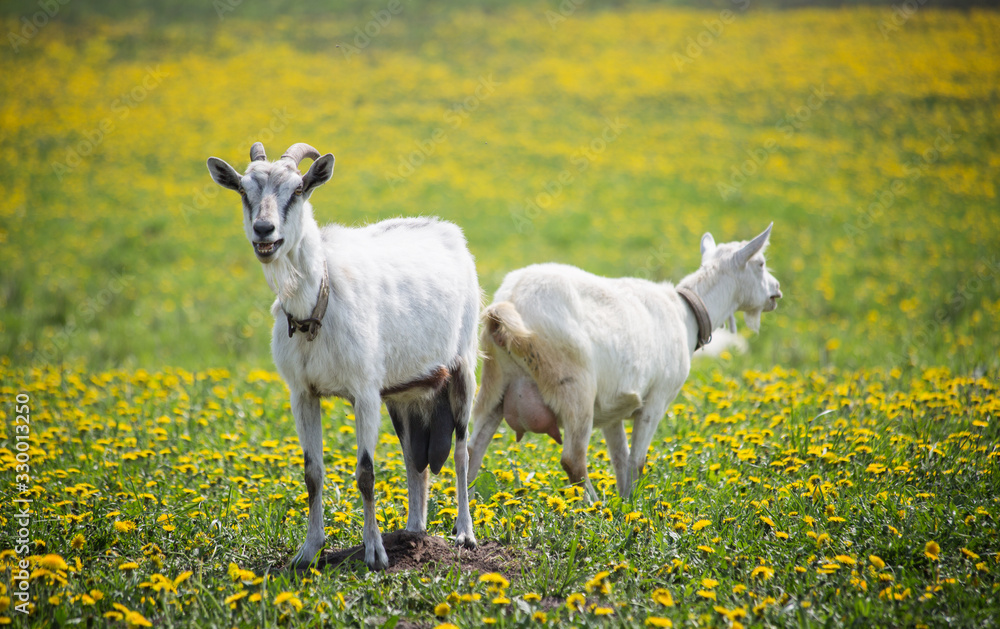 Fototapeta premium Goats graze on a spring meadow with a sunny day