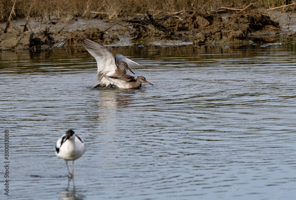 Fototapeta premium affrontement chevalier gambette 
