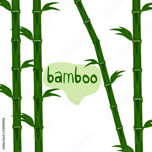 green bamboo on white background
