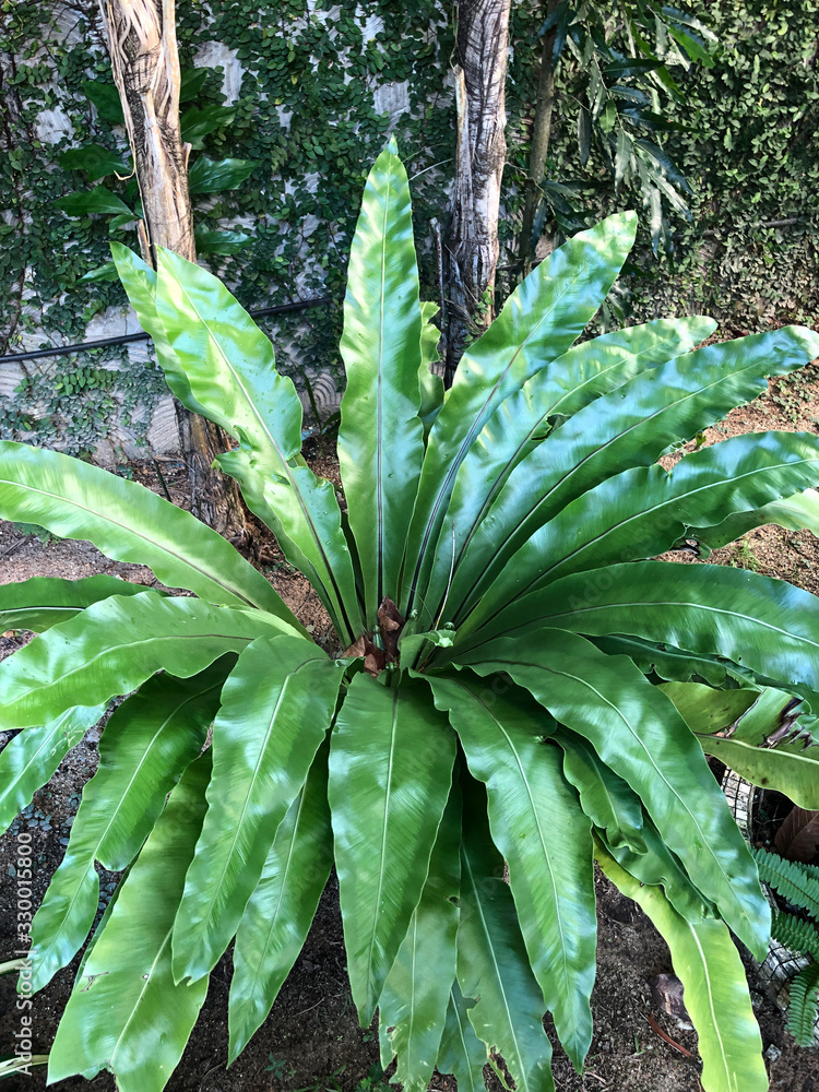 tropical plants in Southeast Asia in Thailand tropical plants in Southeast Asia in Thailand