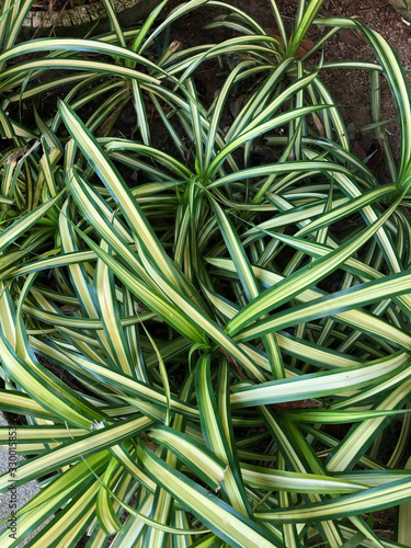 tropical plants in Southeast Asia in Thailand