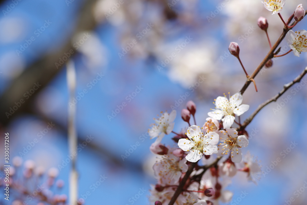 桜に似ている花、ベニバスモモ 桜に似ている花、ベニバスモモ