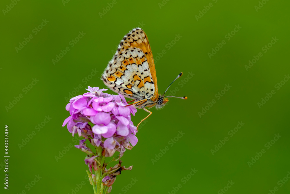 Obraz premium Closeup beautiful butterfly in a summer garden
