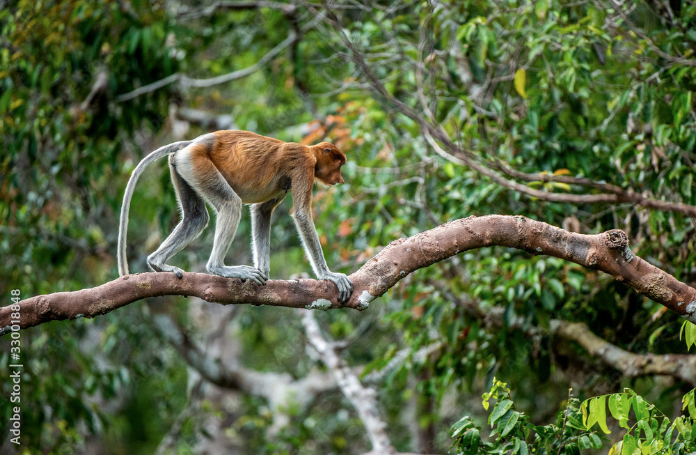 Proboscis Monkey (female) on a tree in the wild green rainforest on Borneo Island. The proboscis monkey (Nasalis larvatus) or long-nosed monkey, known as the bekantan in Indonesia Proboscis Monkey (female) on a tree in the wild green rainforest on Borneo Island. The proboscis monkey (Nasalis larvatus) or long-nosed monkey, known as the bekantan in Indonesia