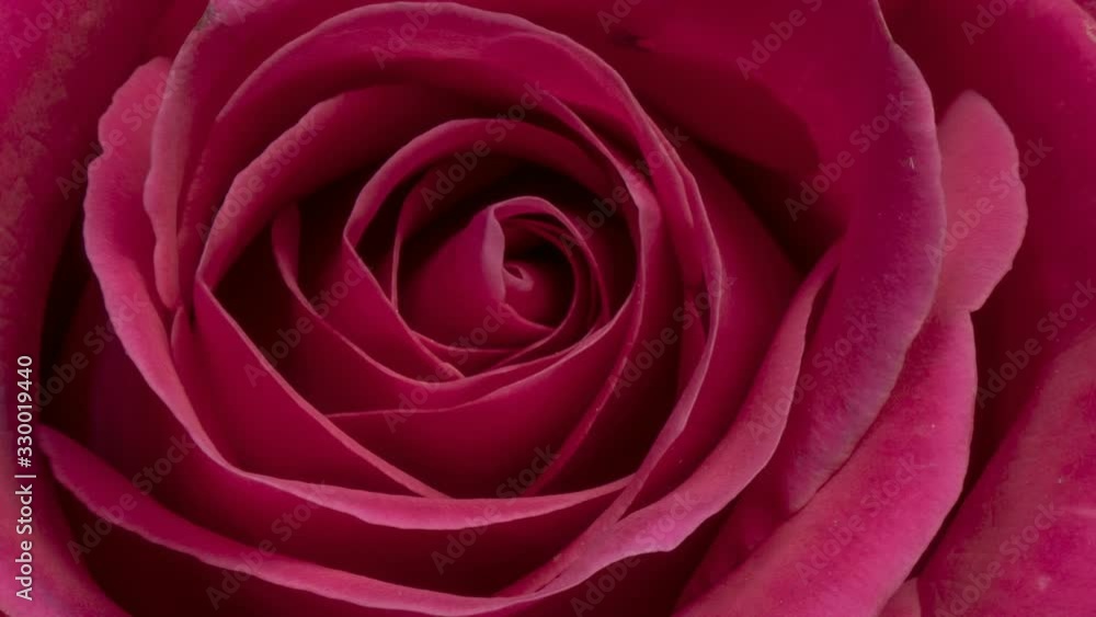 Blooming rose flower open, closeup. Timelapse of pink rose blossoming Blooming rose flower open, closeup. Timelapse of pink rose blossoming