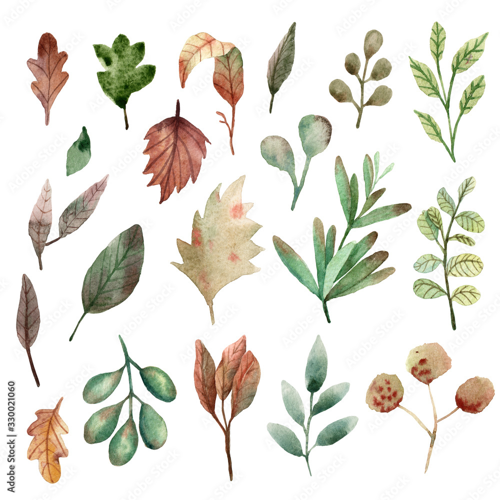 Fototapeta Watercolor forest plant and leaves illustration.