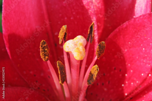 closeup of the lily