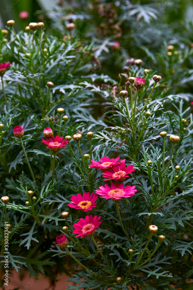 A cluster of blooming magenta chrysanthemums