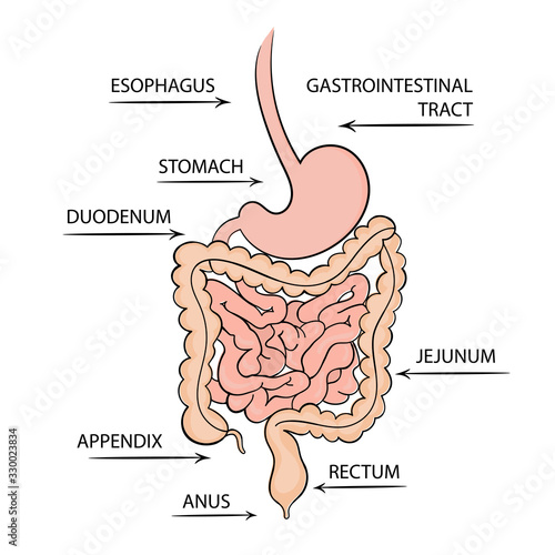 GASTROINTESTINAL TRACT Medicine Education Diagram Vector Scheme Human Hand Draw Vector Illustration Set
