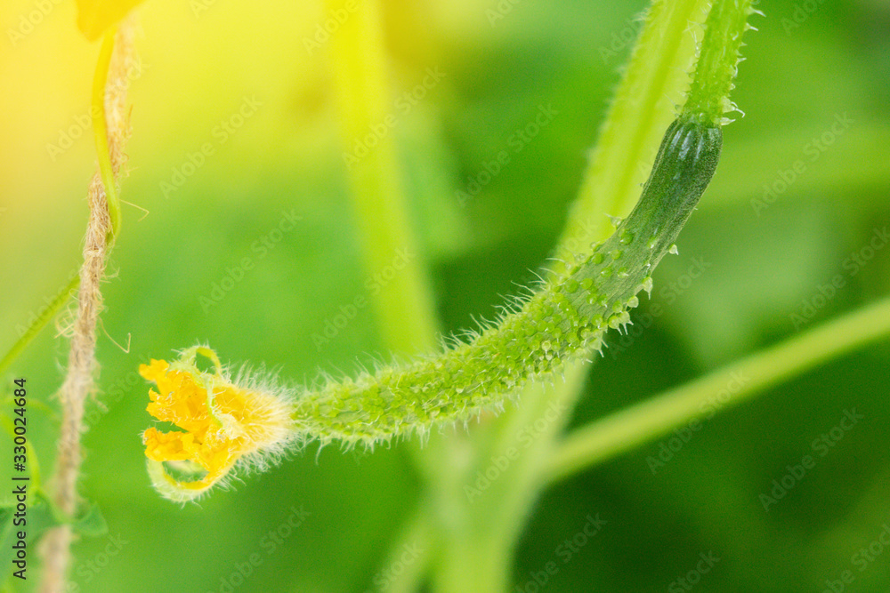 cucumber blooming in spring, growing organic vegetables cucumber blooming in spring, growing organic vegetables