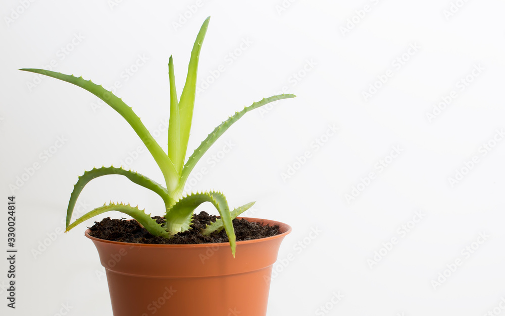 Young aloe growing pot on a white background