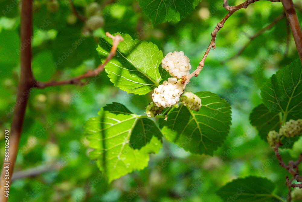 white mulberry close-up on tree branches. growing organic berries white mulberry close-up on tree branches. growing organic berries