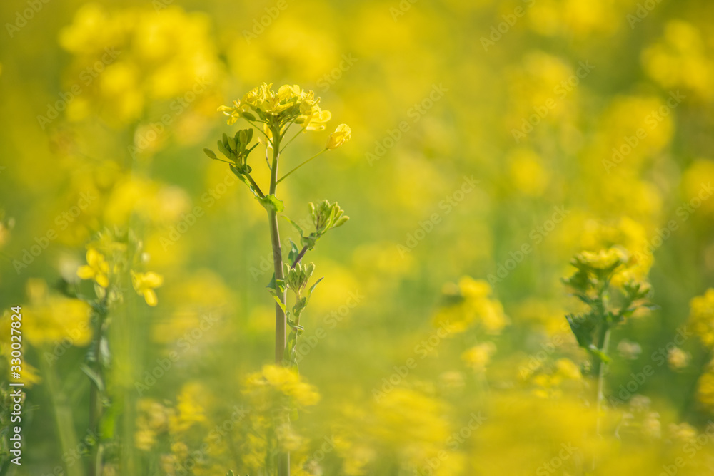 菜の花 菜の花