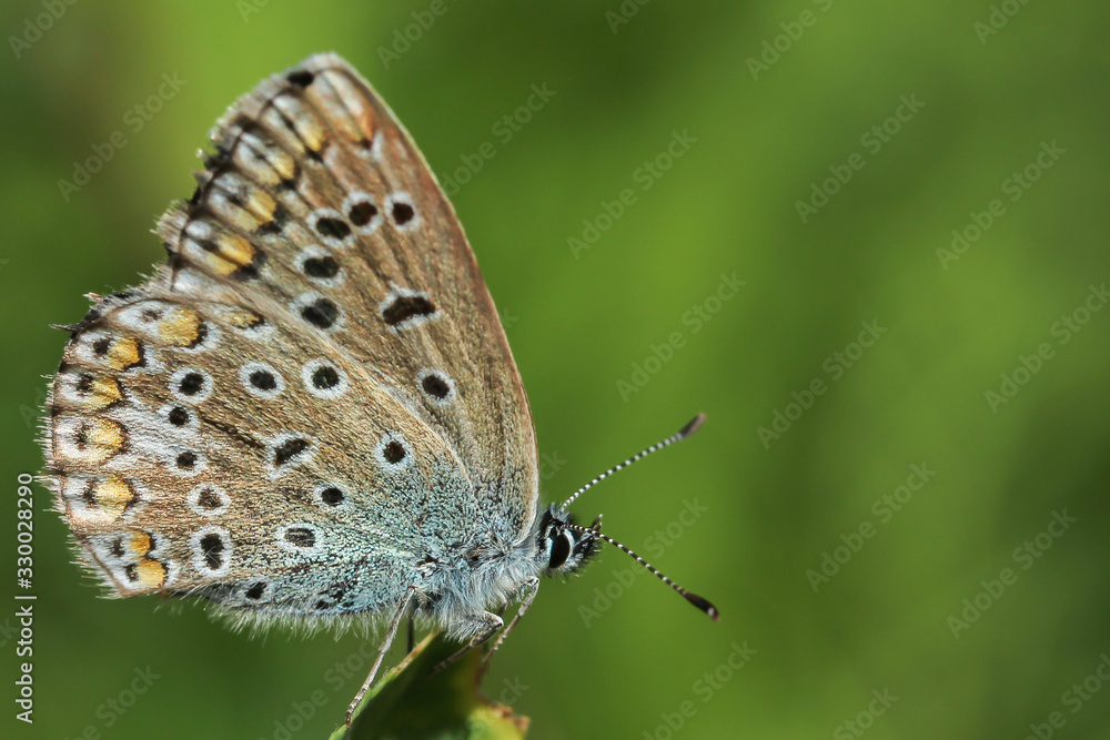 Fototapeta premium Butterfly Lycaenidae fast with hearts on wings sits in the summer on a blade of grass on a solid blurry green background