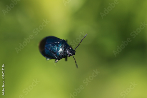 Small blue-green beetle rainbow leaf beetle sits in the summer on the tip of a blade of grass on a solid green background close-up