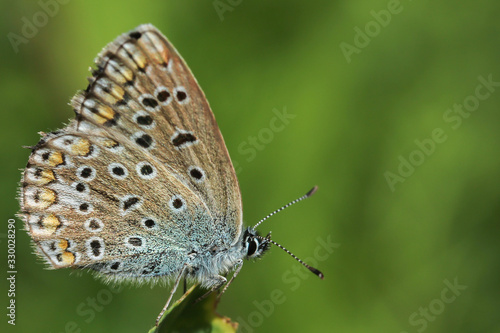 Wallpaper Mural Butterfly Lycaenidae fast with hearts on wings sits in the summer on a blade of grass on a solid blurry green background Torontodigital.ca