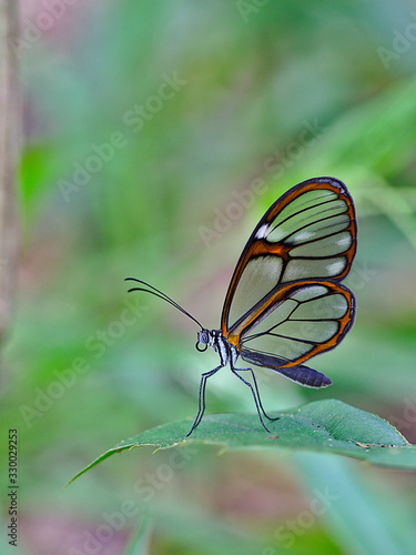 Transparent Butterfly This butterfly is very beautiful and rare in brazilian savannah.