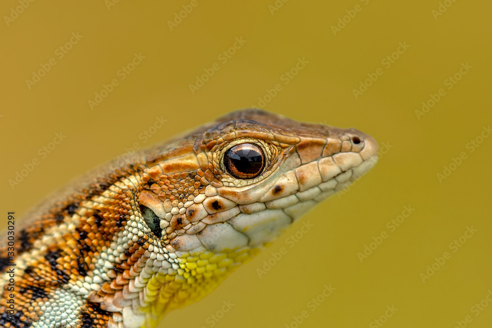 Closeup Beautiful lizard in the garden Closeup Beautiful lizard in the garden