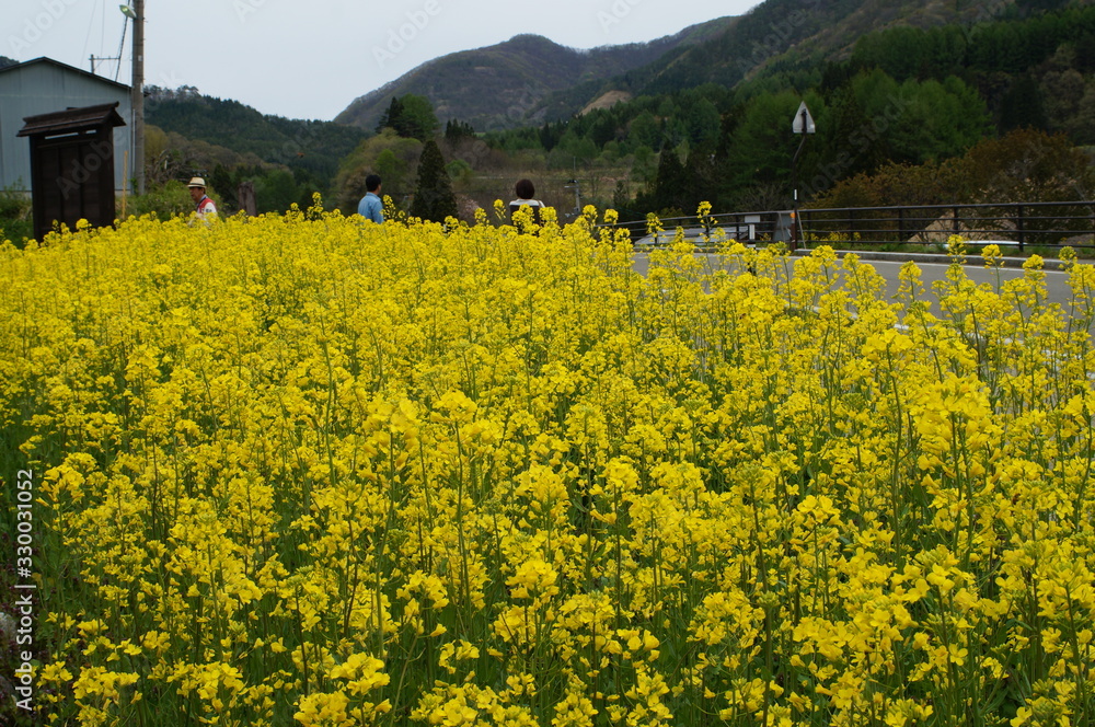 Rape blossoms blooming in spring