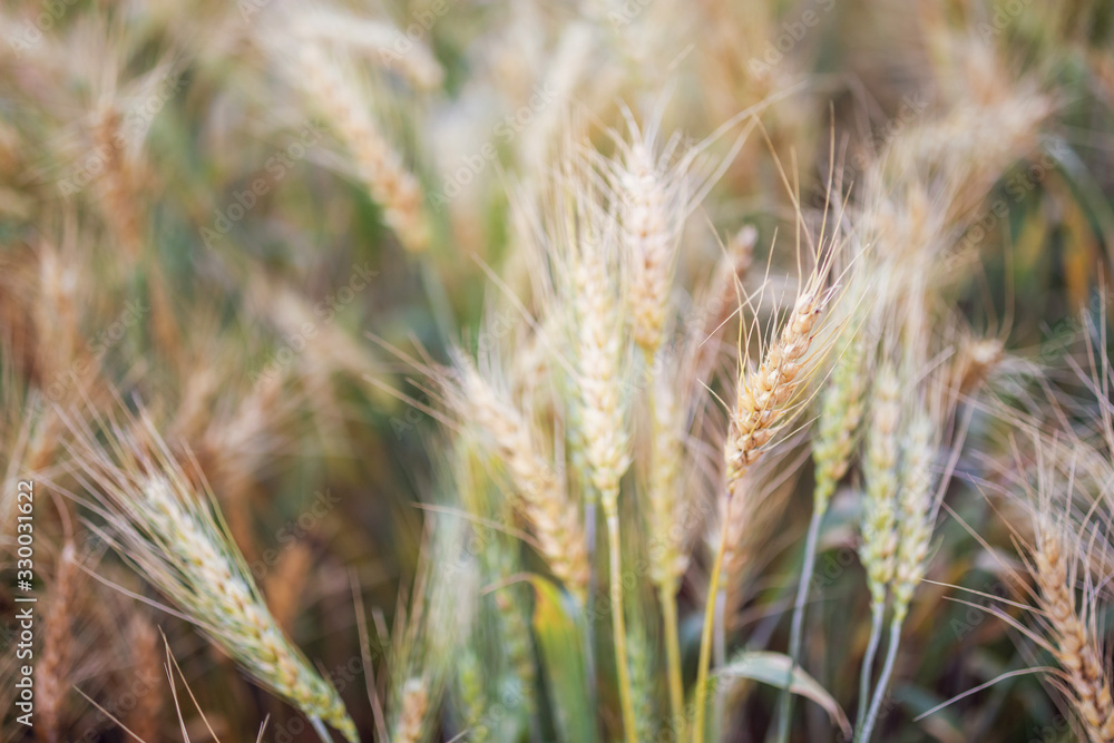 Barley wheat field nature background Barley wheat field nature background