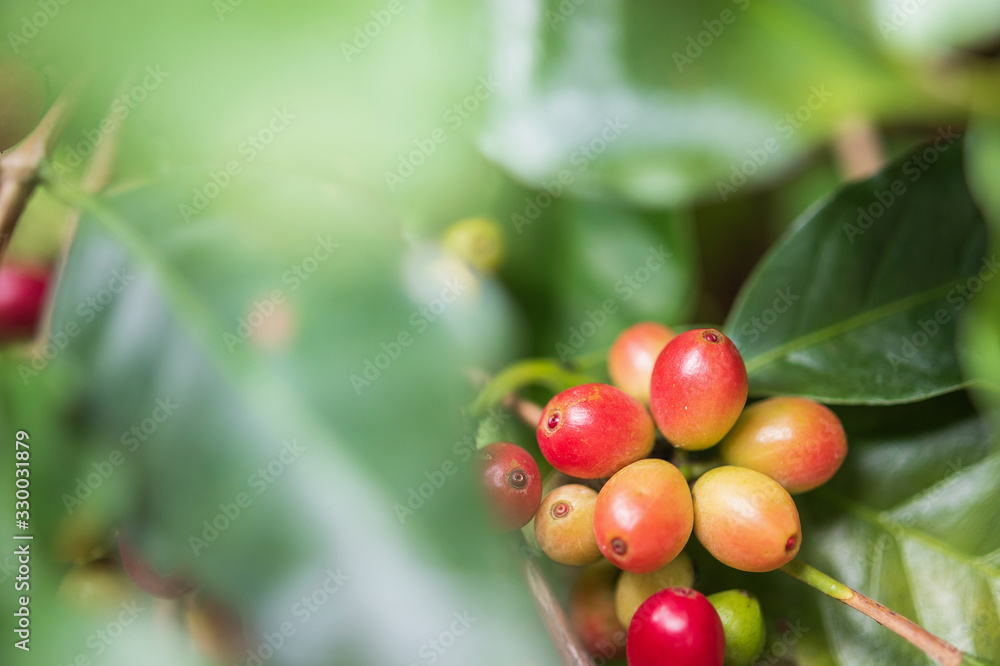 Fresh coffee beans on tree branches Fresh coffee beans on tree branches