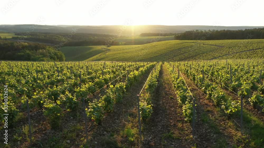 Champagne vineyards in the Cote des Bar area at Les Riceys, village located in the Aube department , Champagne-Ardennes, France, Europe Champagne vineyards in the Cote des Bar area at Les Riceys, village located in the Aube department , Champagne-Ardennes, France, Europe