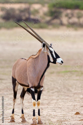 Obraz na plátně The gemsbok or gemsbuck (Oryx gazella)  in the desert