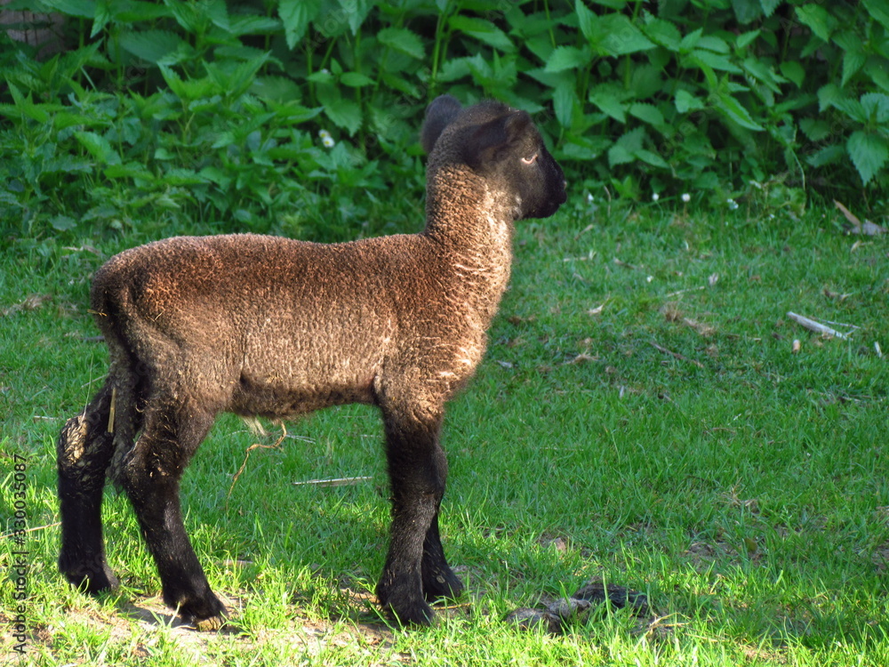 Single beautiful little dark brown lamb on green meadow, farming, sheep breeding, agriculture Single beautiful little dark brown lamb on green meadow, farming, sheep breeding, agriculture