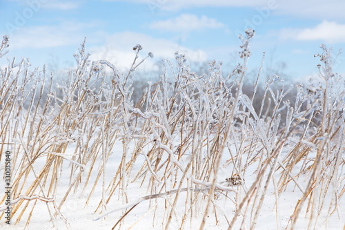 Horizontal closeup of dried grasses encased in ice after ice storm seen during a late winter sunny morning  Quebec City  Quebec  Canada