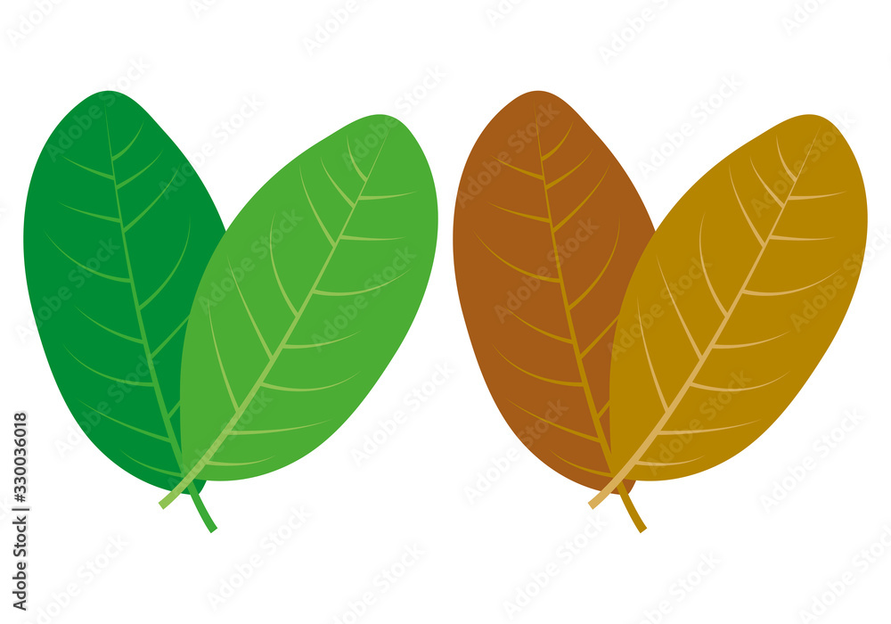 Hojas de árboles de las diferentes estaciones. Hojas de árboles de las diferentes estaciones.