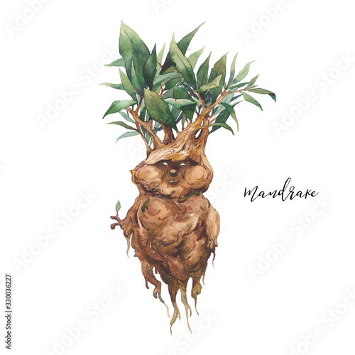 Mandrake illustration. Watercolor illustration of fantasy creature: folklore love plant with roots. Isolated object on white background photo