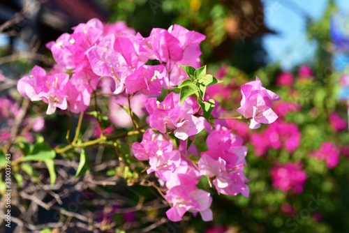 Bougainvillea flowers in the garden on bright days.