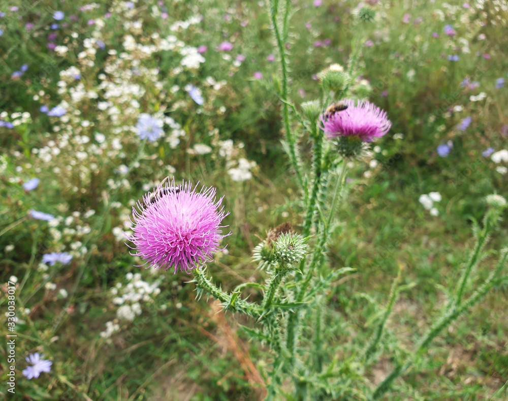 Blooming flower heads of milk thistle. Blooming flower heads of milk thistle.