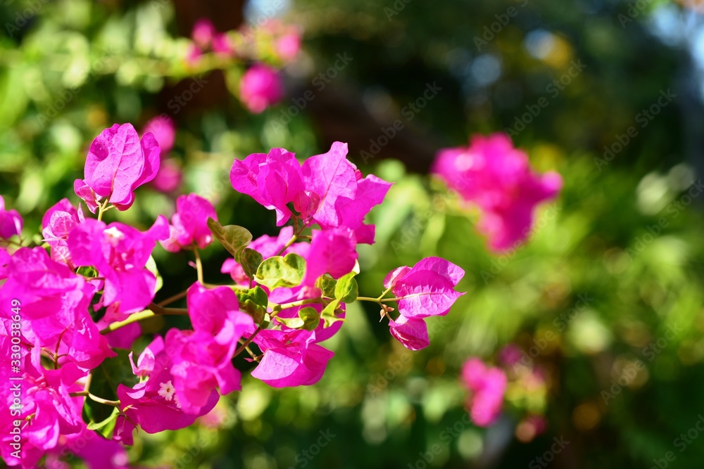 Bougainvillea flowers in the garden on bright days. Bougainvillea flowers in the garden on bright days.