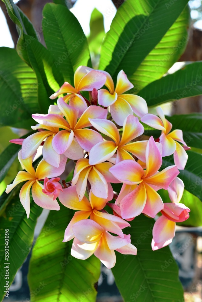 Obraz premium Colorful flowers in the garden.Plumeria flower blooming.Beautiful flowers in the garden Blooming in the summer.