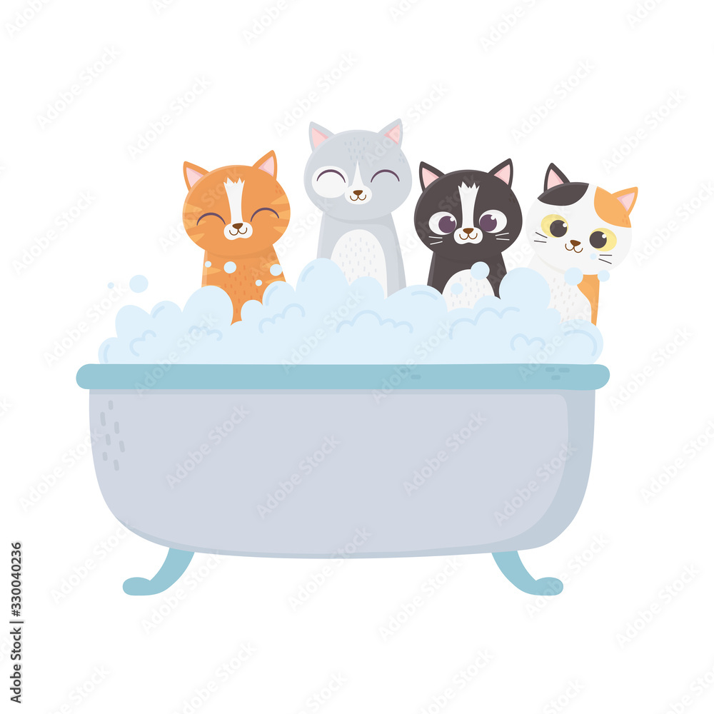 Obraz little cats in the bathtub grooming pet isolated on white background
