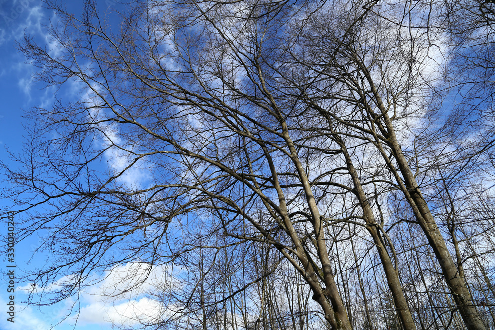 Tall trees against the blue sky in winter Tall trees against the blue sky in winter