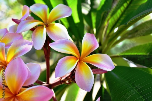 Wallpaper Mural Colorful white flowers in the garden. Plumeria flower blooming. Torontodigital.ca