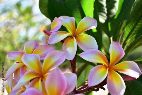 Colorful white flowers in the garden. Plumeria flower blooming.