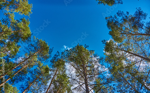 The tops of the pines shot from below  against a backdrop of blue with clouds of sky