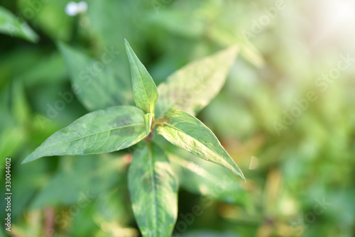 The leaves of Persicaria odorata  Polygonum odoratum Lour  in morning light  fresh Vietnamese coriander growing in the garden  Vietnamese coriander is an ingredient in cooking. Soft Selected focus