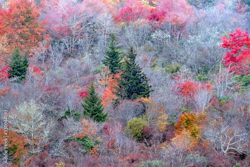 Fototapeta Naklejka Na Ścianę i Meble -  Autumn in the Appalachian Mountains Viewed Along the Blue Ridge Parkwa