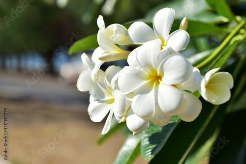 Colorful flowers in the garden.Plumeria flower blooming.Beautiful flowers in the garden Blooming in the summer.