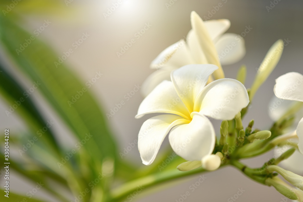 Fototapeta premium purity of white Plumeria or Frangipani flowers. spa flower blossom of tropical tree Spring landscape of Plumeria flower Bright colorful flowers with Beautiful sunlight in the morning. Selected focus