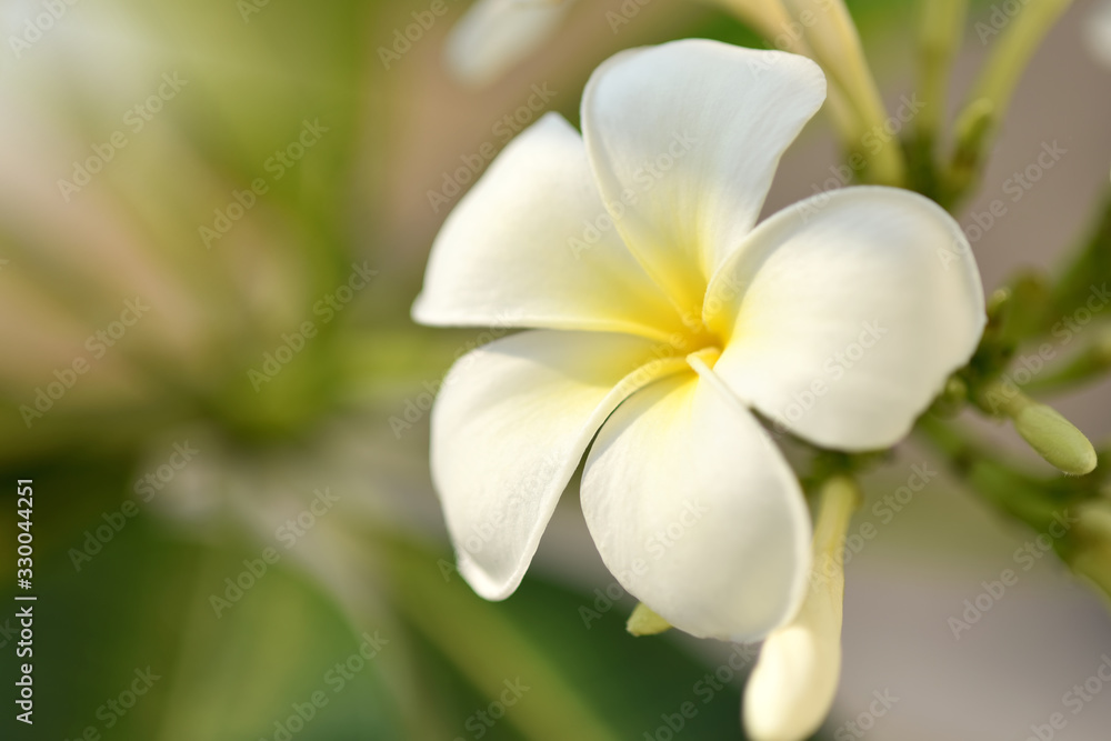 purity of white Plumeria or Frangipani flowers. spa flower blossom of tropical tree Spring landscape of Plumeria flower Bright colorful  flowers with Beautiful sunlight in the morning. Selected focus