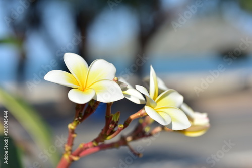 Colorful flowers in the garden.Plumeria flower blooming.Beautiful flowers in the garden Blooming in the summer. © tharathip